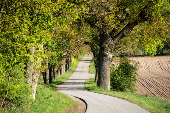 Straße im Frühling