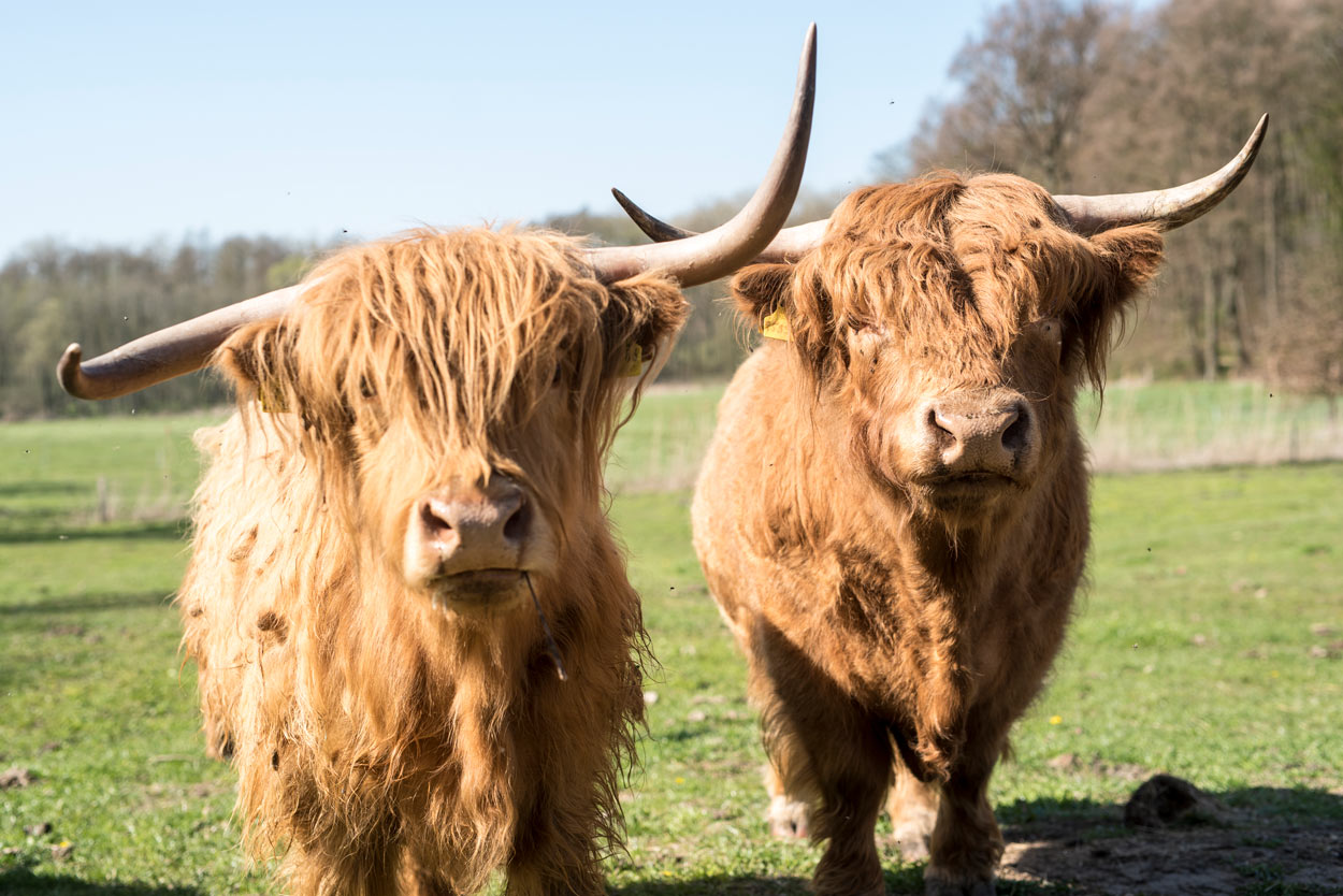Highland Cattles